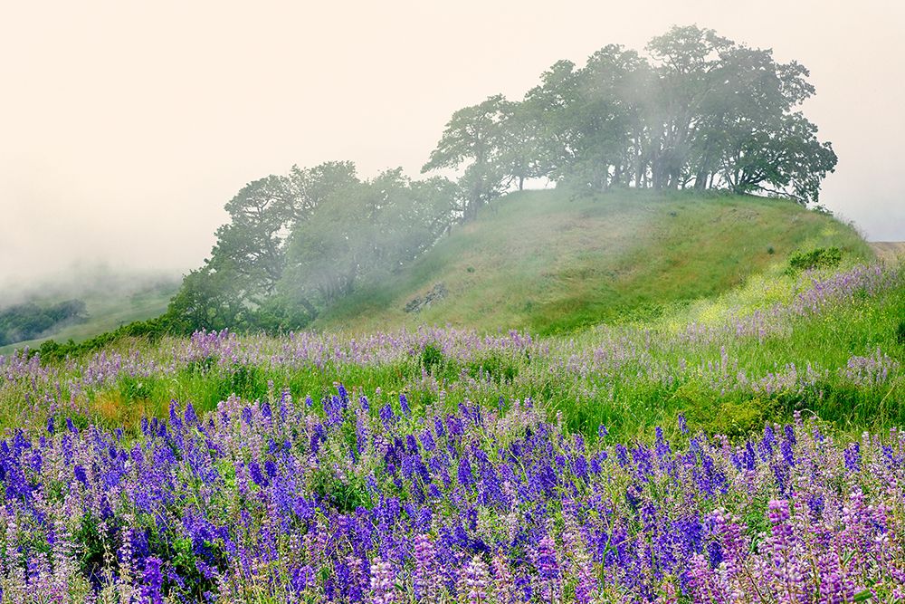 Purple and blue lupine flowers and tree in fog-Bald Hills Road-California art print by Adam Jones for $57.95 CAD