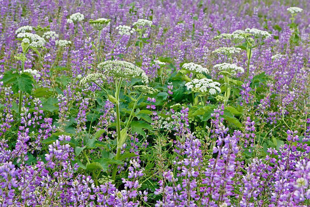 Cow parsnip and purple lupine flowers and tree in fog-Bald Hills Road-California art print by Adam Jones for $57.95 CAD
