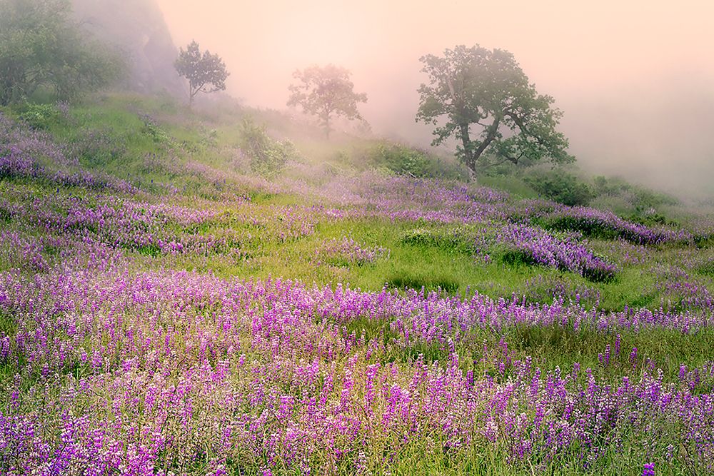 Purple Lupine flowers and tree in foggy sunrise-Bald Hills Road-California art print by Adam Jones for $57.95 CAD