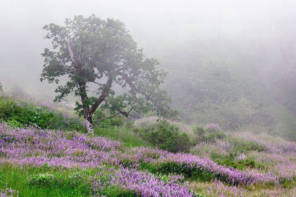 Purple Lupine flowers and tree in fog-Bald Hills Road-California art print by Adam Jones for $57.95 CAD