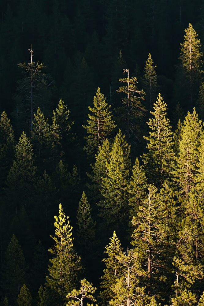 Pine trees at sunset-Yosemite National Park-California art print by Adam Jones for $57.95 CAD
