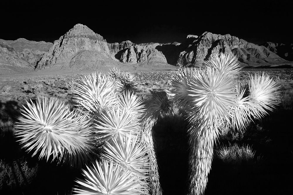 Joshua tree-Mojave Desert-California art print by Adam Jones for $57.95 CAD