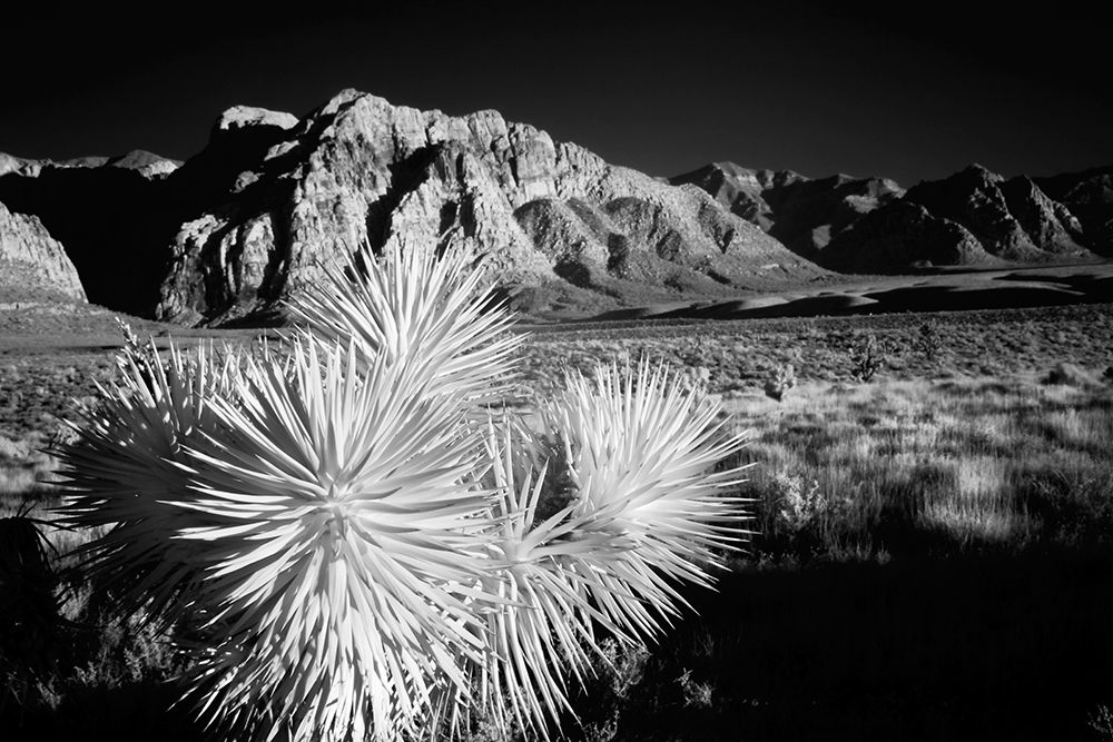 Joshua tree-Mojave Desert-California art print by Adam Jones for $57.95 CAD