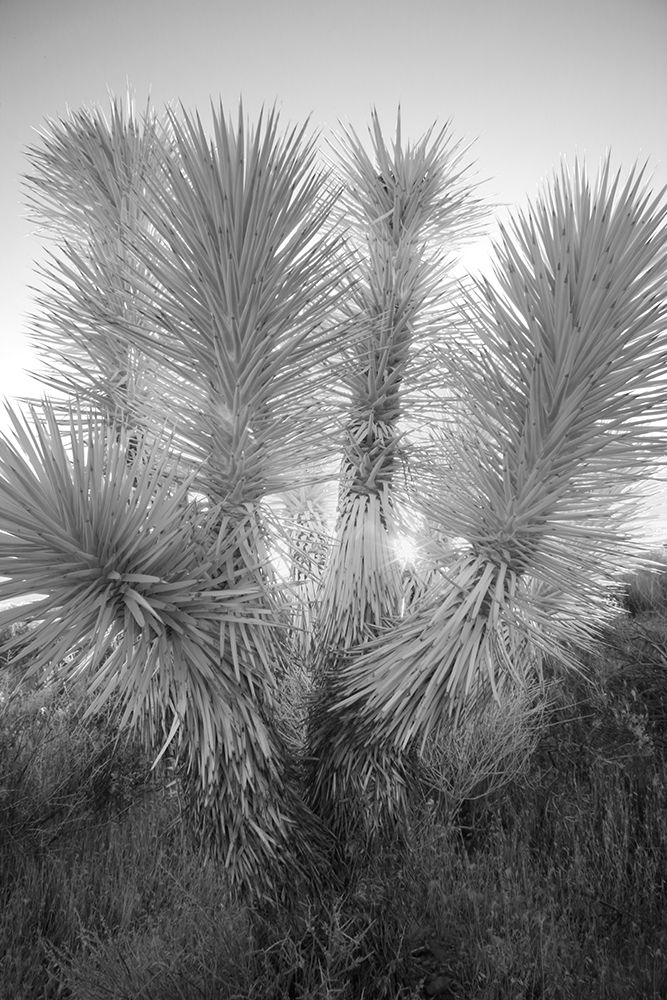 Joshua tree-Mojave Desert-California art print by Adam Jones for $57.95 CAD