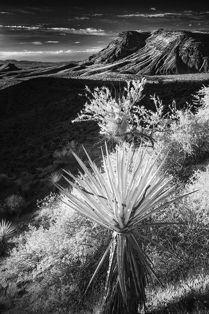 Yucca plant and desert landscape-Mojave Desert-California art print by Adam Jones for $57.95 CAD
