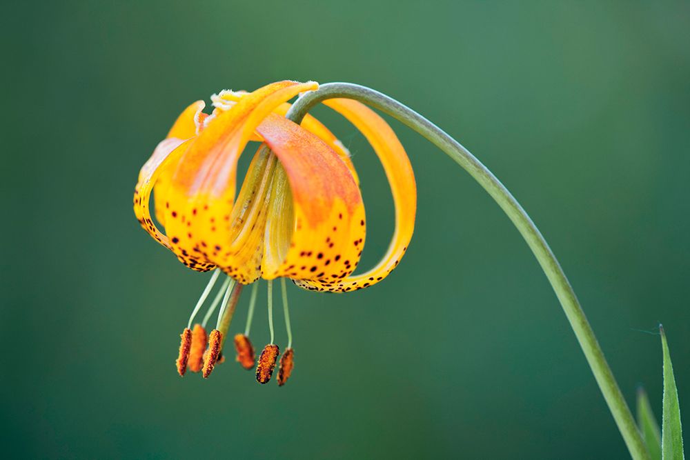 Sierra Tiger Lily-Yosemite National Park-California art print by Adam Jones for $57.95 CAD