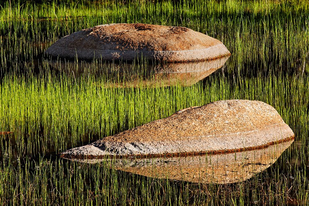 Rocks and grass at first light-Tuolumne Meadows-Yosemite National Park-California art print by Adam Jones for $57.95 CAD