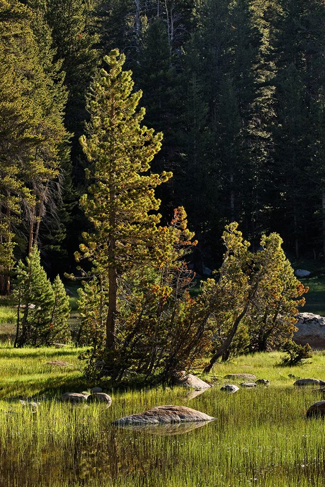 Rocks and grass at first light-Tuolumne Meadows-Yosemite National Park-California art print by Adam Jones for $57.95 CAD