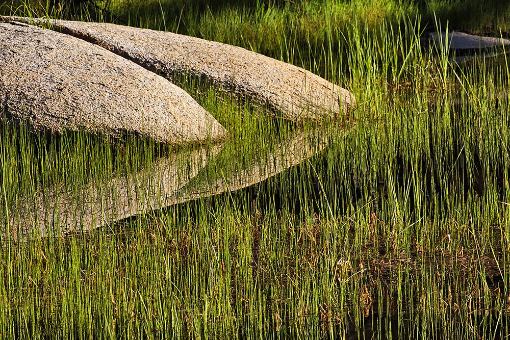 Rocks and grass at first light-Tuolumne Meadows-Yosemite National Park-California art print by Adam Jones for $57.95 CAD