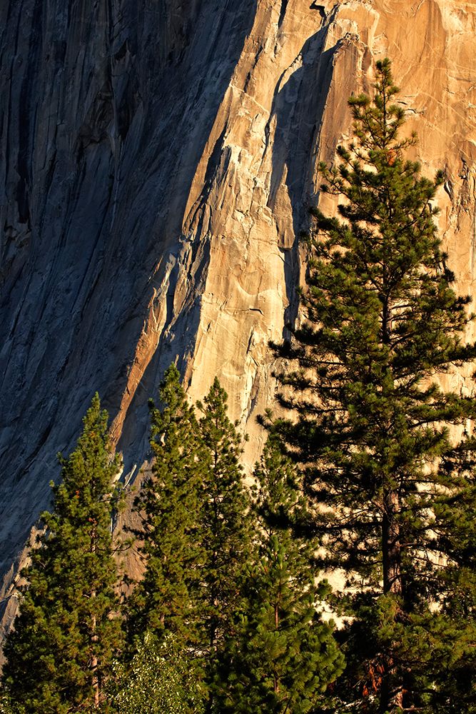 Pines at base of El Capitan-Yosemite National Park-California art print by Adam Jones for $57.95 CAD
