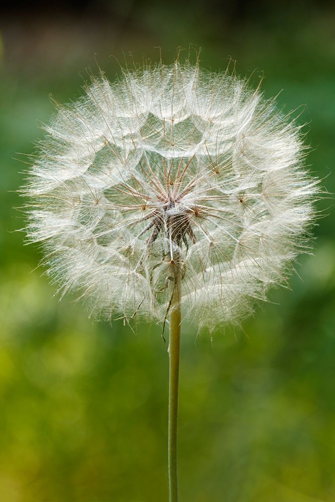 Purple Salsify seed head-Yosemite National Park-California art print by Adam Jones for $57.95 CAD