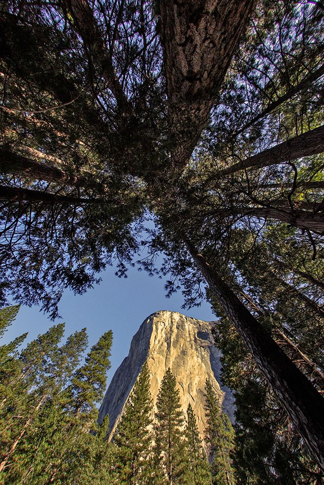 El Capitan through pine trees-Yosemite National Park-California art print by Adam Jones for $57.95 CAD