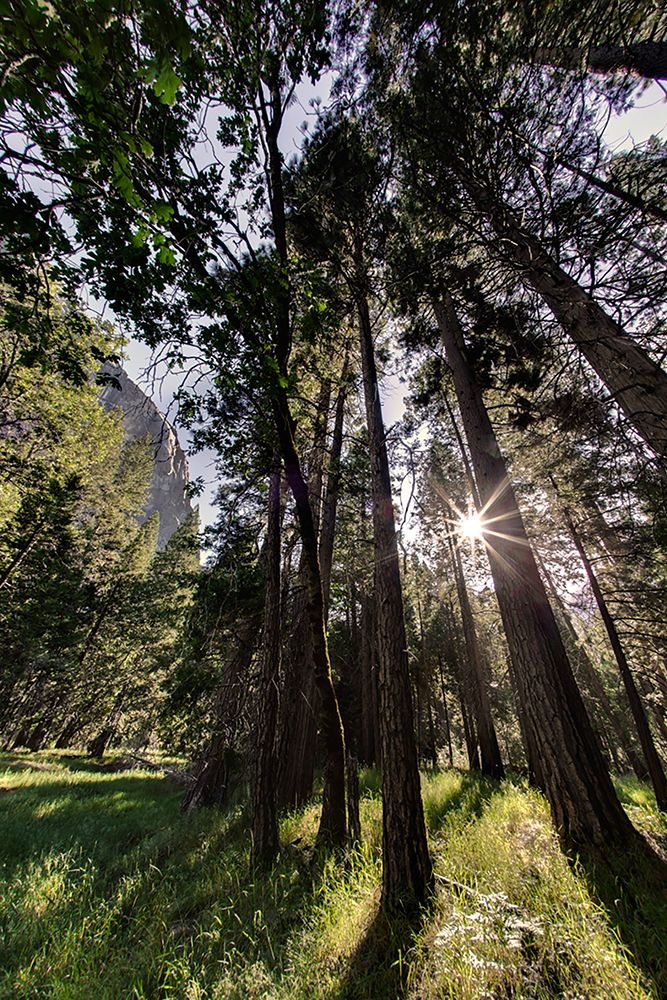 Sunlight through pine trees-Yosemite Valley-Yosemite National Park-California art print by Adam Jones for $57.95 CAD