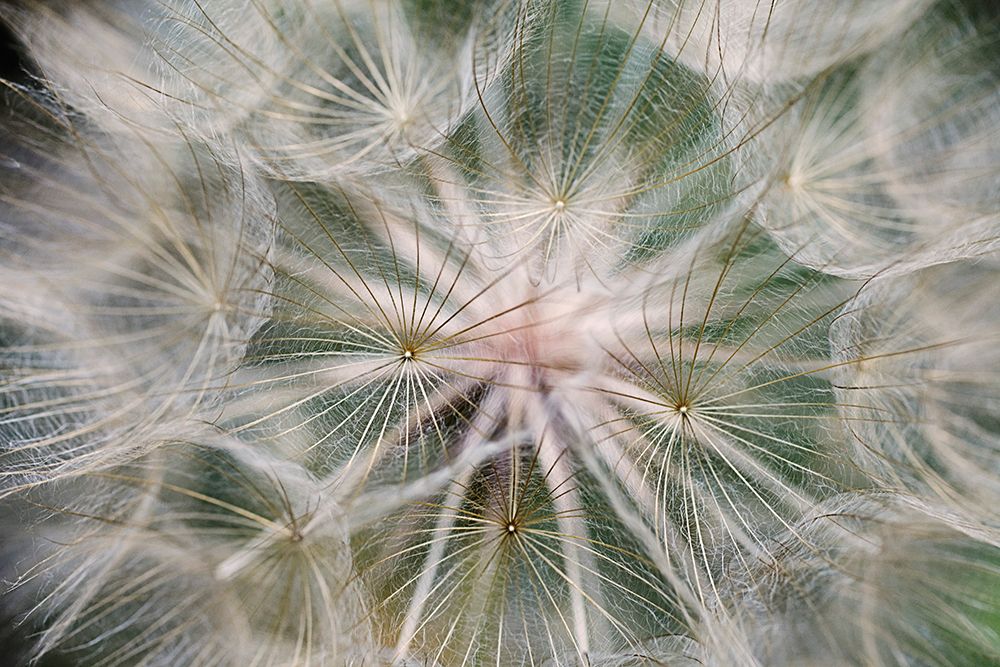 Purple Salsify seed head-Yosemite National Park-California art print by Adam Jones for $57.95 CAD