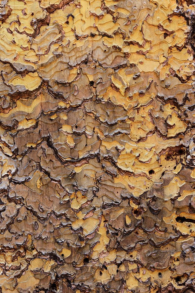 Pine bark pattern Yosemite National Park-California art print by Adam Jones for $57.95 CAD
