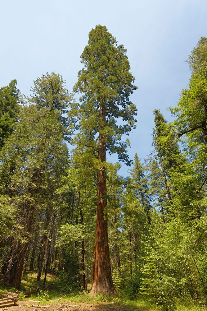 Giant sequoia tree-Yosemite National Park-California art print by Adam Jones for $57.95 CAD