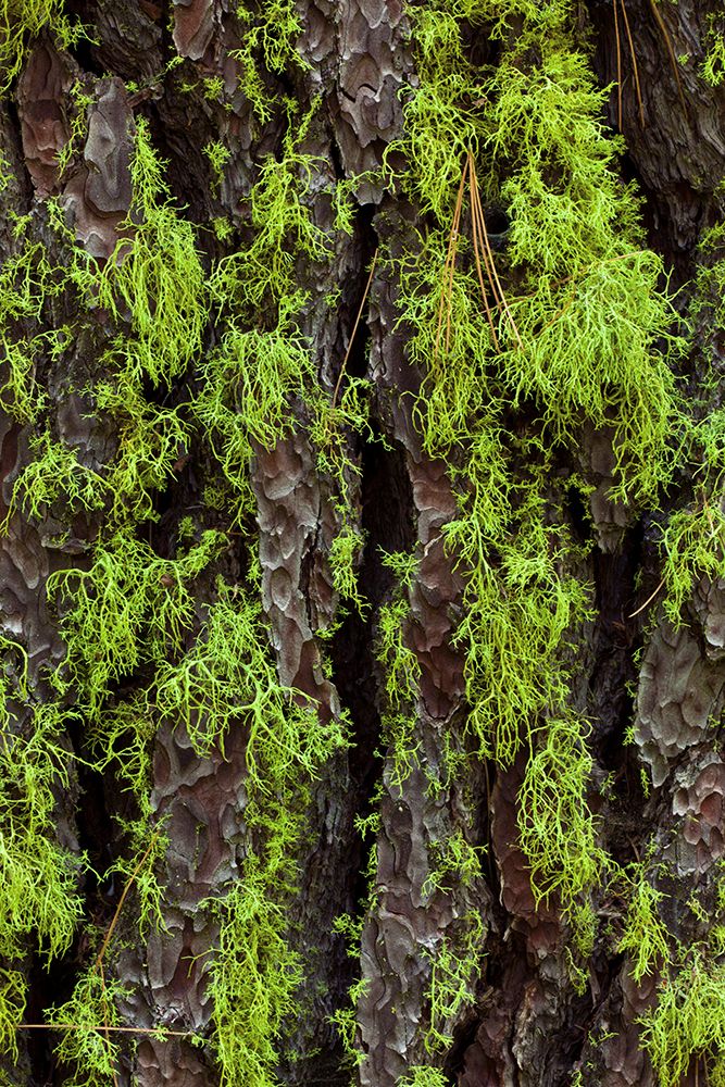 Green lichen growing on ancient giant sequoias-Yosemite National Park-California art print by Adam Jones for $57.95 CAD