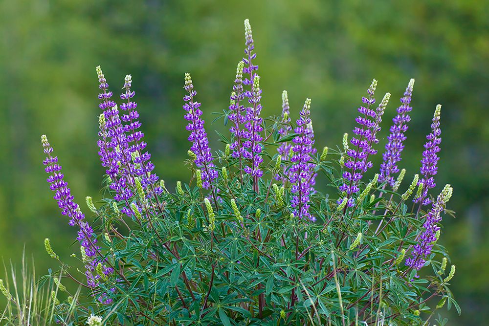 Sierra lupine-Tuolumne Meadows-Yosemite National Park-California art print by Adam Jones for $57.95 CAD