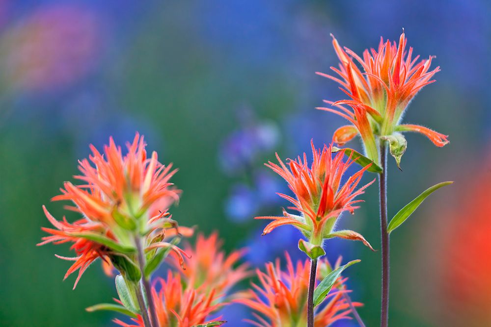 Red paintbrush-Yosemite National Park-California art print by Adam Jones for $57.95 CAD