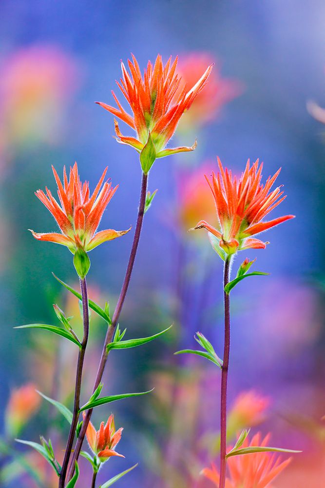 Red paintbrush-Yosemite National Park-California art print by Adam Jones for $57.95 CAD