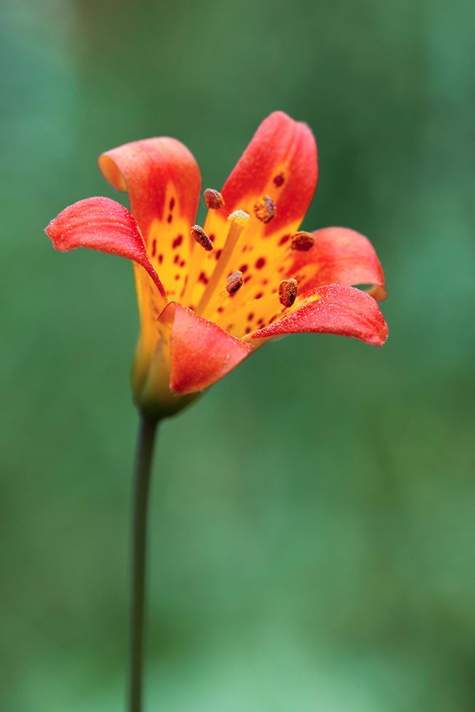 Alpine lily-Yosemite National Park-California art print by Adam Jones for $57.95 CAD