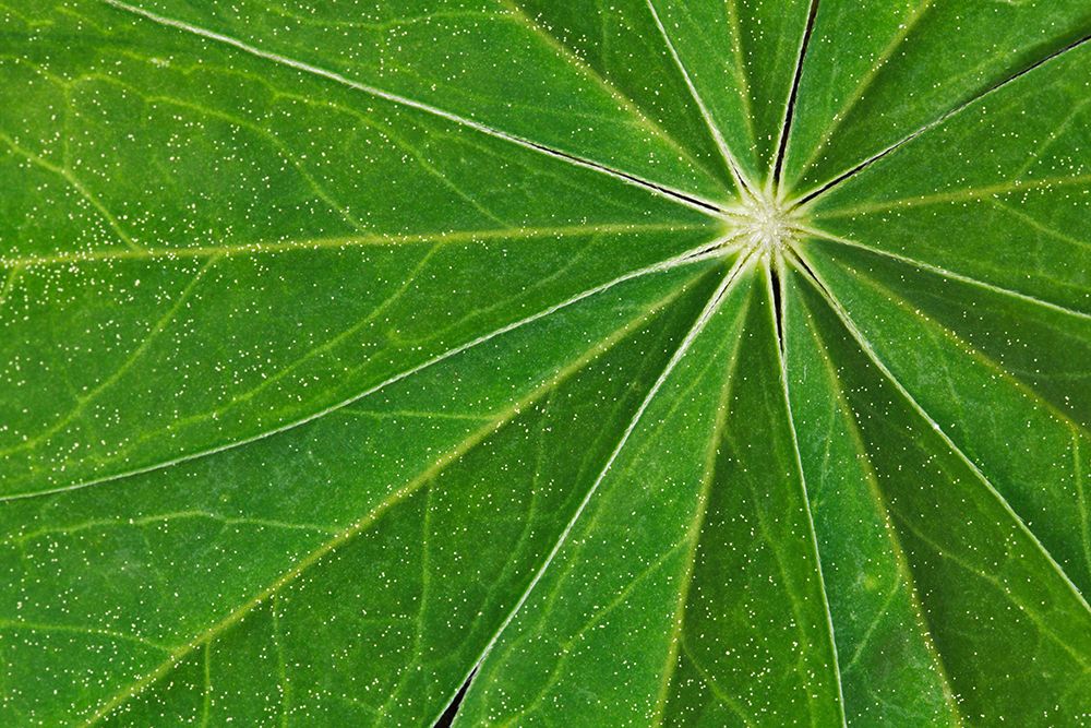 Pattern in lupine leaves-Yosemite National Park-California art print by Adam Jones for $57.95 CAD