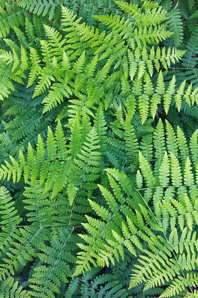 Fern pattern in forest-Yosemite National Park-California art print by Adam Jones for $57.95 CAD