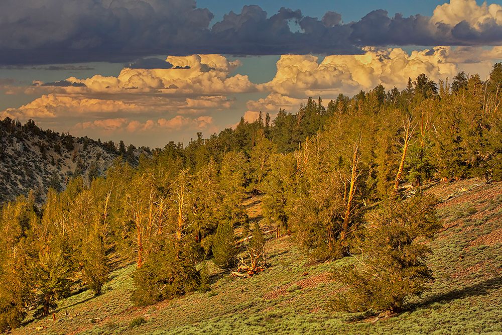 Bristlecone pine forest at sunset-White Mountains-Inyo National Forest-California art print by Adam Jones for $57.95 CAD