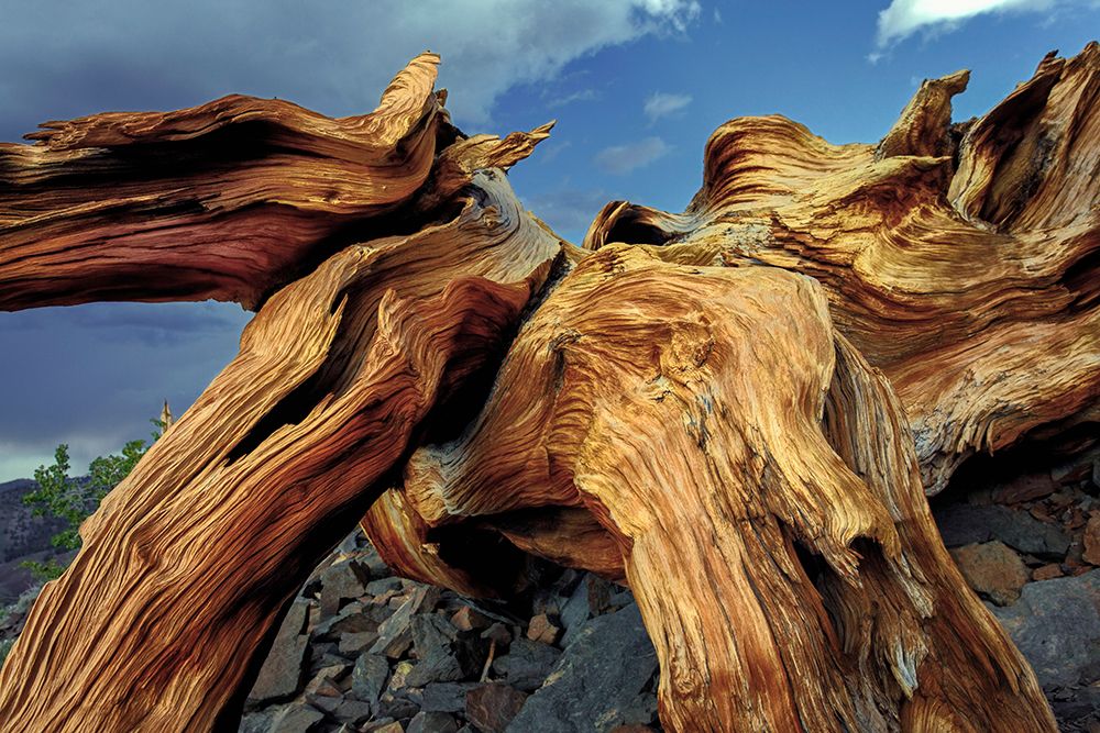Bristlecone pine roots-White Mountains-Inyo National Forest-California art print by Adam Jones for $57.95 CAD
