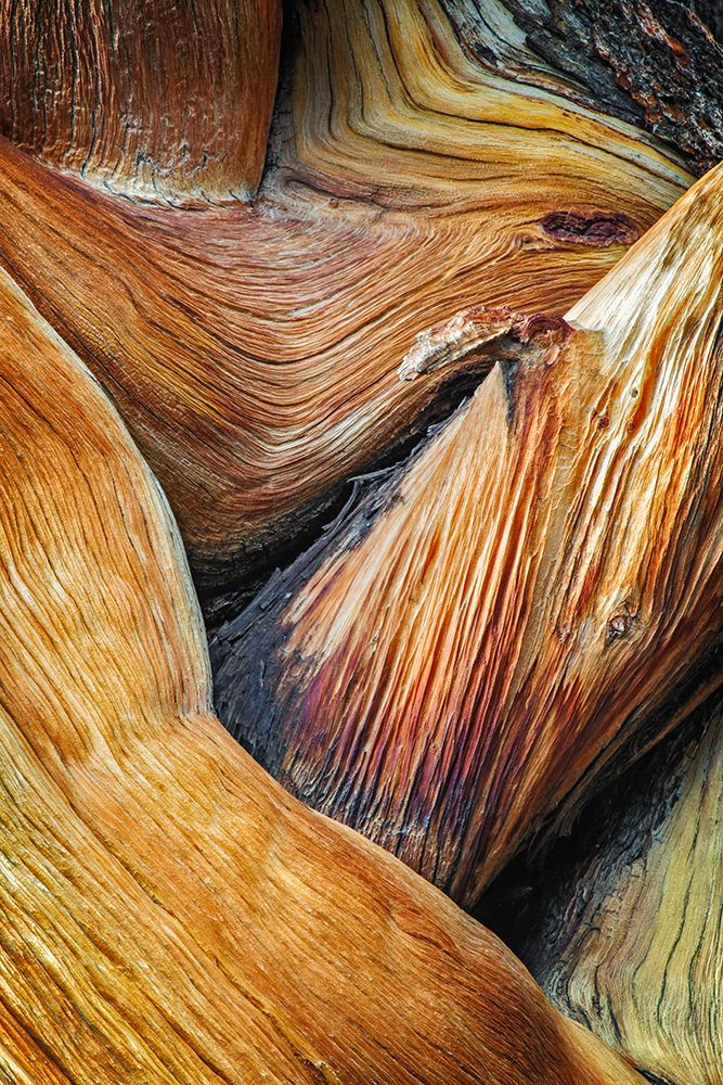 Bristlecone pine roots-White Mountains-Inyo National Forest-California art print by Adam Jones for $57.95 CAD