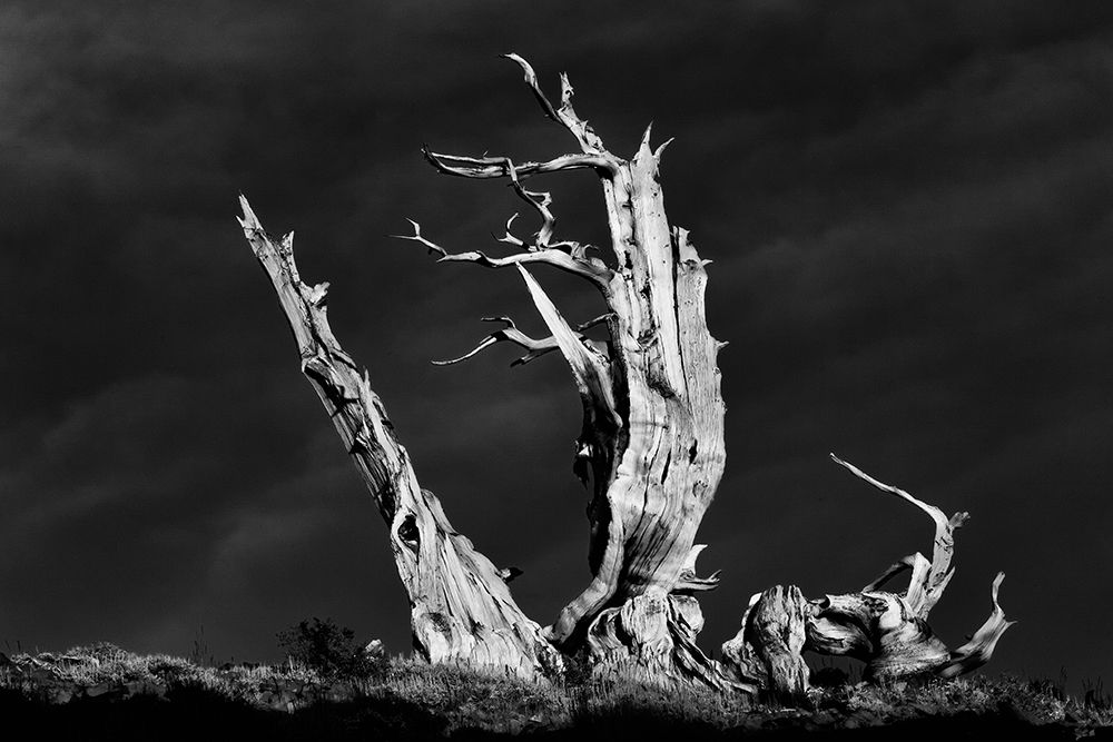 Bristlecone pine at sunset-White Mountains-Inyo National Forest-California art print by Adam Jones for $57.95 CAD