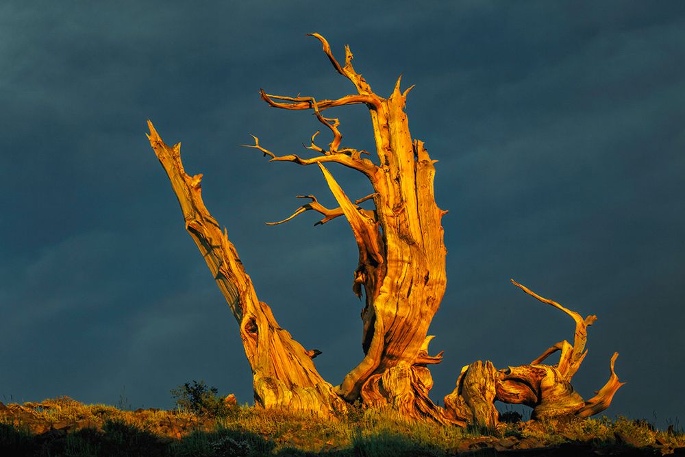 Bristlecone pine at sunset-White Mountains-Inyo National Forest-California art print by Adam Jones for $57.95 CAD