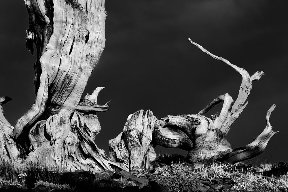 Bristlecone pine at sunset-White Mountains-Inyo National Forest-California art print by Adam Jones for $57.95 CAD