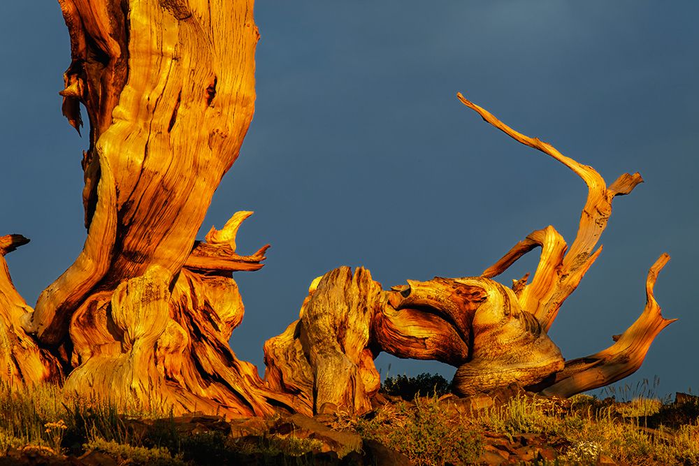 Bristlecone pine at sunset-White Mountains-Inyo National Forest-California art print by Adam Jones for $57.95 CAD