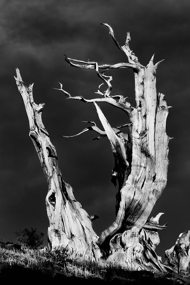 Bristlecone pine at sunset-White Mountains-Inyo National Forest-California art print by Adam Jones for $57.95 CAD