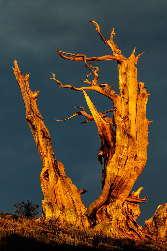Bristlecone pine at sunset-White Mountains-Inyo National Forest-California art print by Adam Jones for $57.95 CAD
