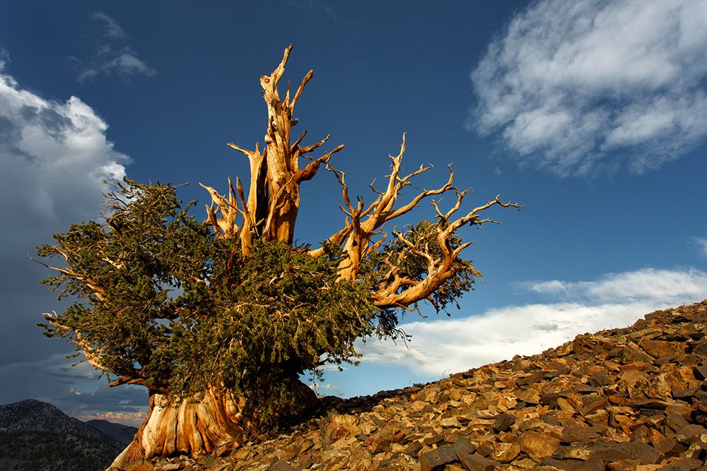 Bristlecone pine at sunset-White Mountains-Inyo National Forest-California art print by Adam Jones for $57.95 CAD