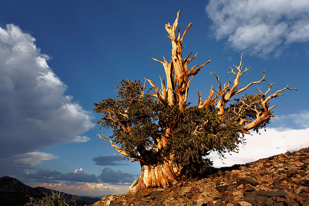 Bristlecone pine at sunset-White Mountains-Inyo National Forest-California art print by Adam Jones for $57.95 CAD