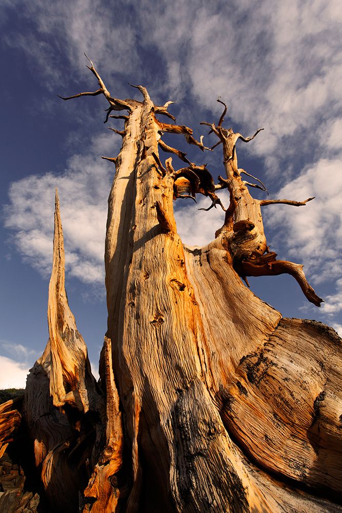 Bristlecone pine at sunset-White Mountains-Inyo National Forest-California art print by Adam Jones for $57.95 CAD
