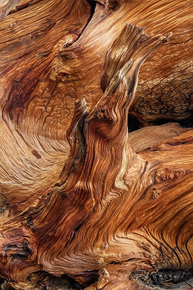Pattern in wood of Bristlecone pine-White Mountains-Inyo National Forest-California art print by Adam Jones for $57.95 CAD