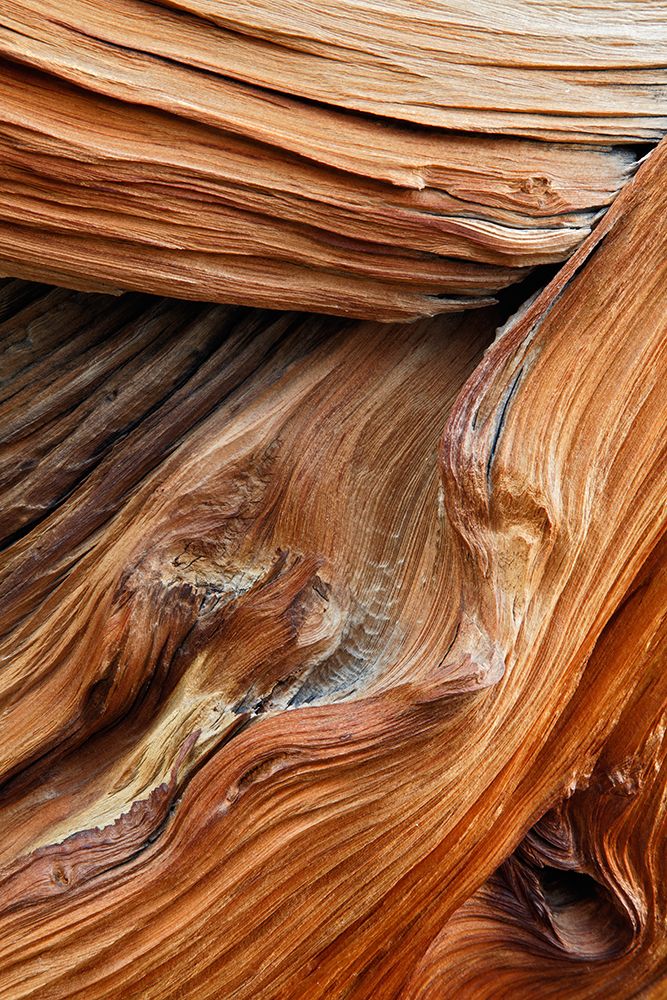 Pattern in wood of Bristlecone pine-White Mountains-Inyo National Forest-California art print by Adam Jones for $57.95 CAD