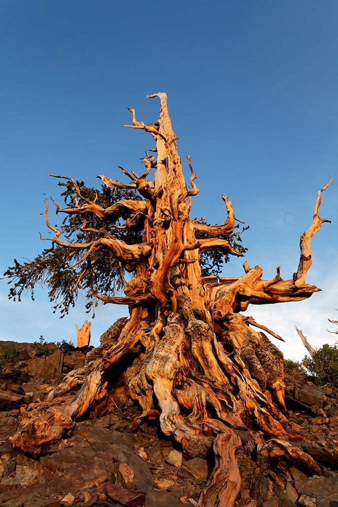 Bristlecone pine at sunset-White Mountains-Inyo National Forest-California art print by Adam Jones for $57.95 CAD