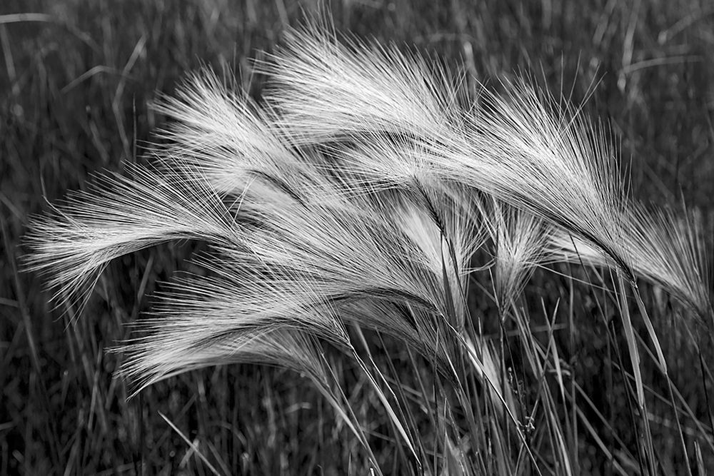 Foxtail grasses-Mono Lake-Tufa State Natural Reserve-California art print by Adam Jones for $57.95 CAD