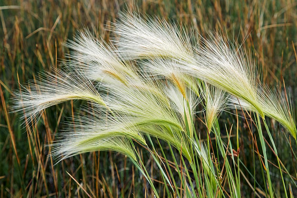 Foxtail grasses-Mono Lake-Tufa State Natural Reserve-California art print by Adam Jones for $57.95 CAD