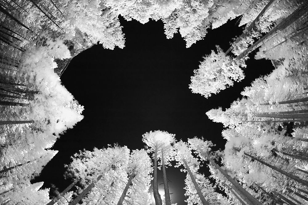 Infrared image of view up through trees-Yosemite National Park-California art print by Adam Jones for $57.95 CAD