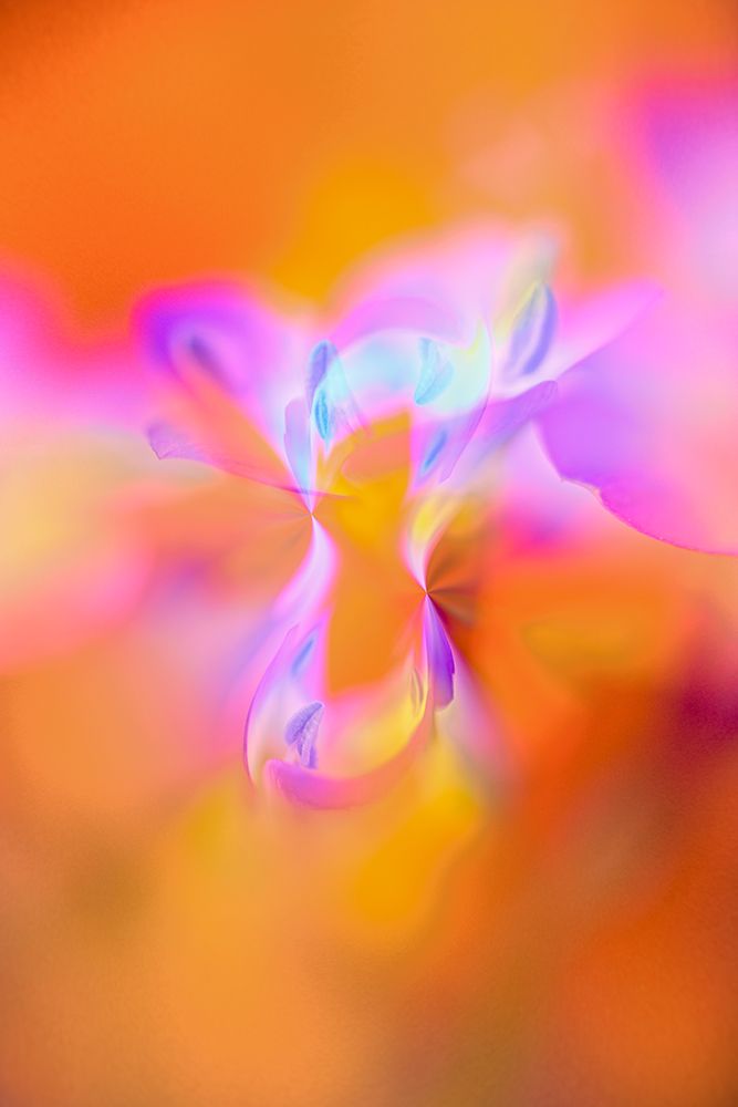 Abstract of Davy Gilia flowers-Antelope Valley California Poppy Preserve-Lancaster-California art print by Adam Jones for $57.95 CAD