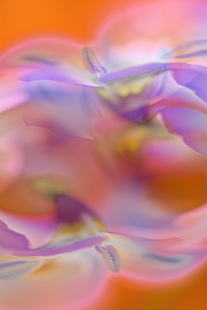 Abstract of Davy Gilia flowers-Antelope Valley California Poppy Preserve-Lancaster-California art print by Adam Jones for $57.95 CAD