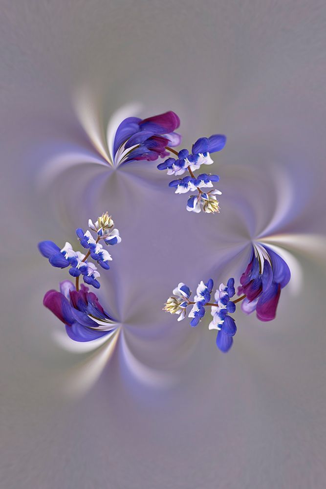 Lupine flower-Napa Valley-California art print by Adam Jones for $57.95 CAD