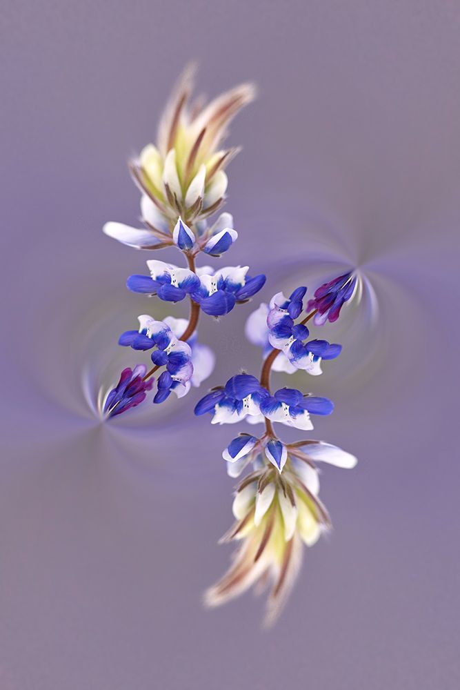 Lupine flower-Napa Valley-California art print by Adam Jones for $57.95 CAD