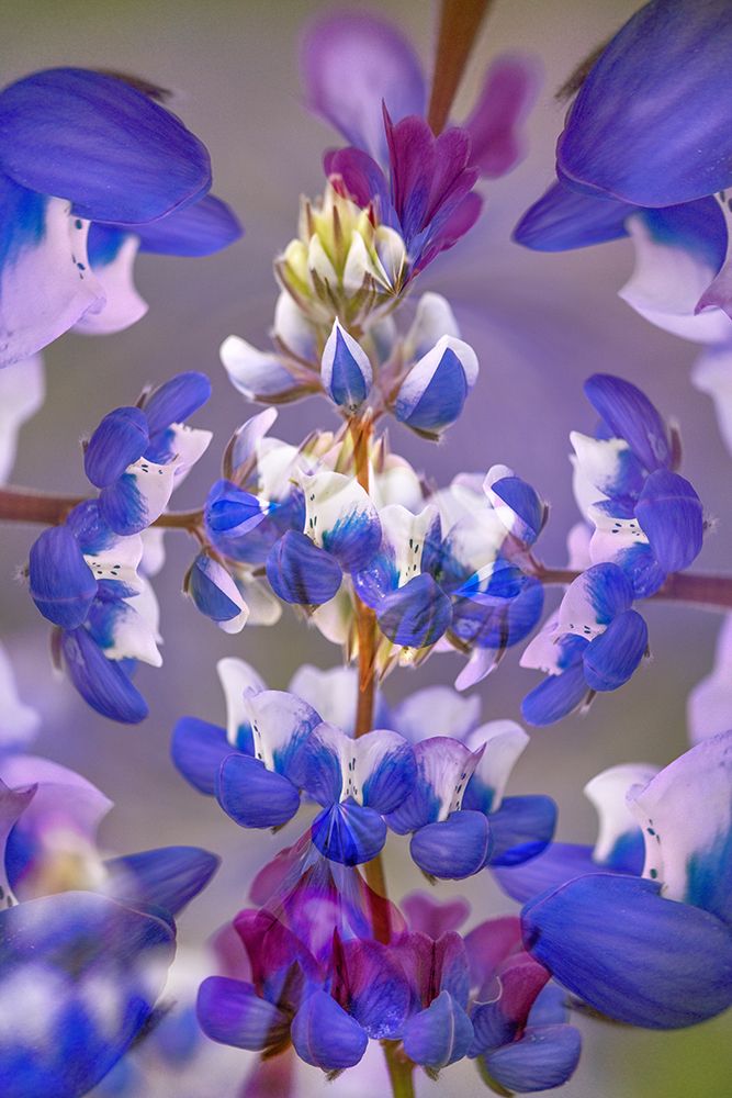 Lupine flower-Napa Valley-California art print by Adam Jones for $57.95 CAD